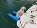 Dog on Water Ramp