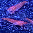 Holiskrimps
