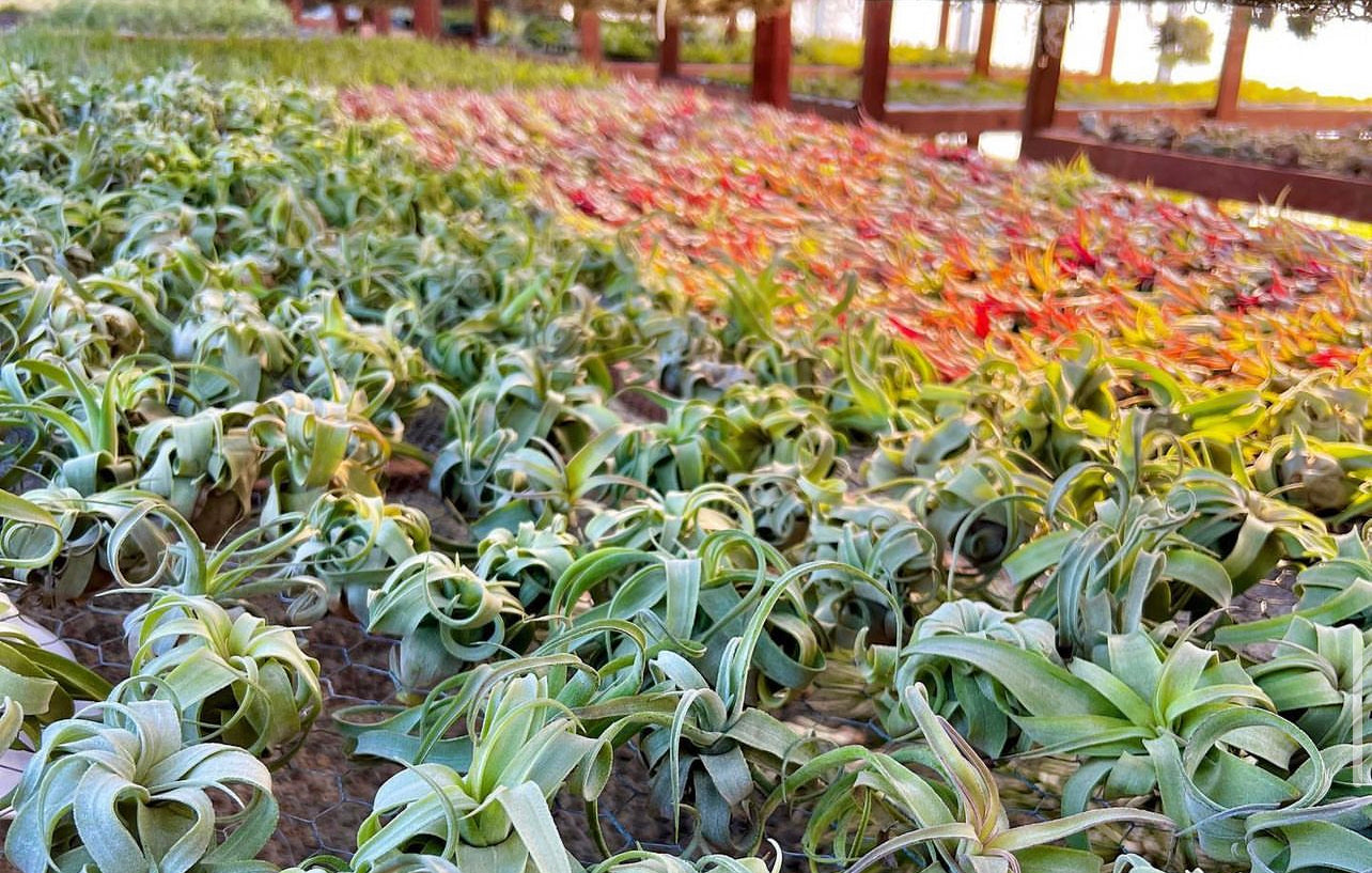 65 OFF Air Plant Hub Coupon Codes October 2024 Promo Codes