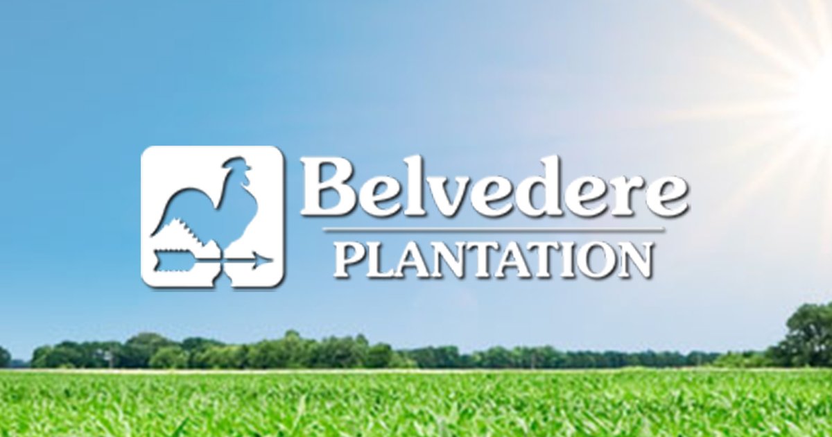 Belvedere Plantation