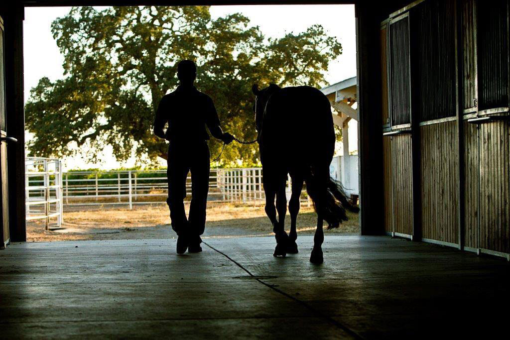 Performance Equine Nutrition