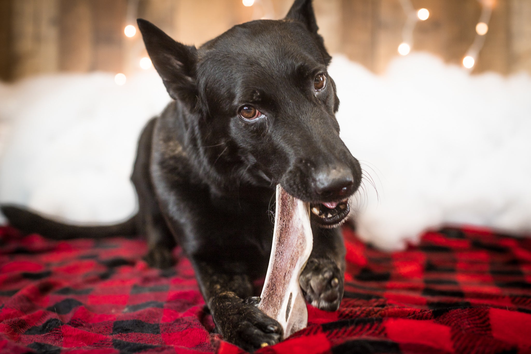 Chewy Pawz