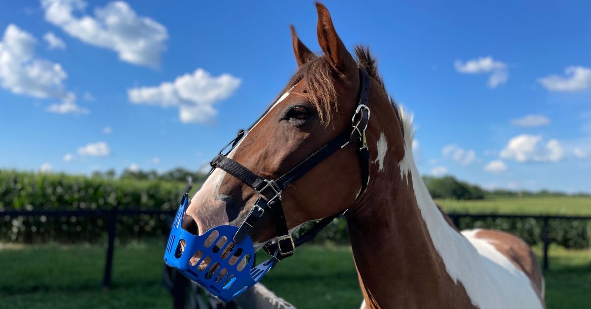 75 OFF Gg Equine Coupon Codes October 2024 Promo Codes