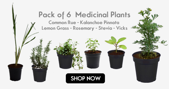 MyPlantMyTaste