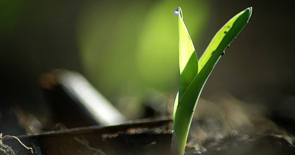 Seedway