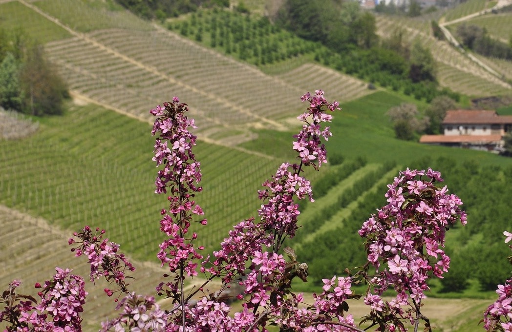 Platypus Wine Tours