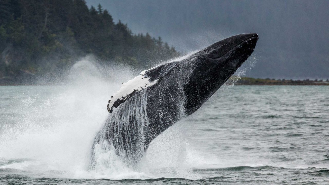 Juneau Whale Watch