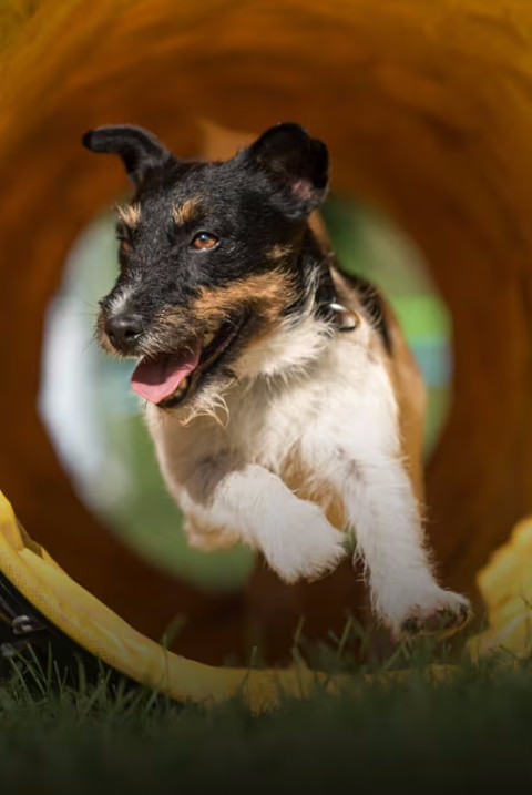 J&J Dog Supplies