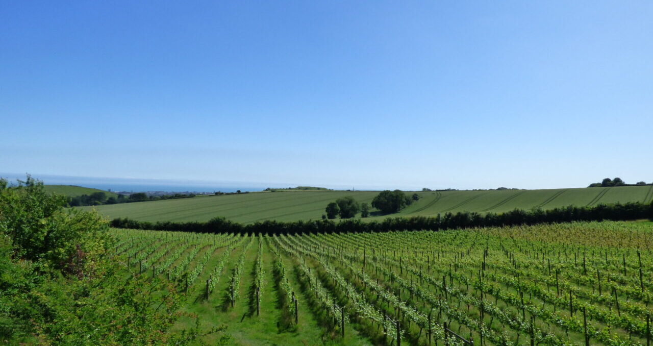 Terlingham Vineyard