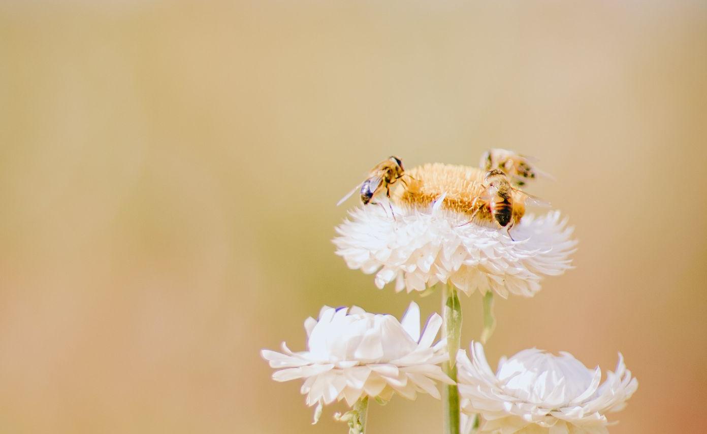 Bee Inspired