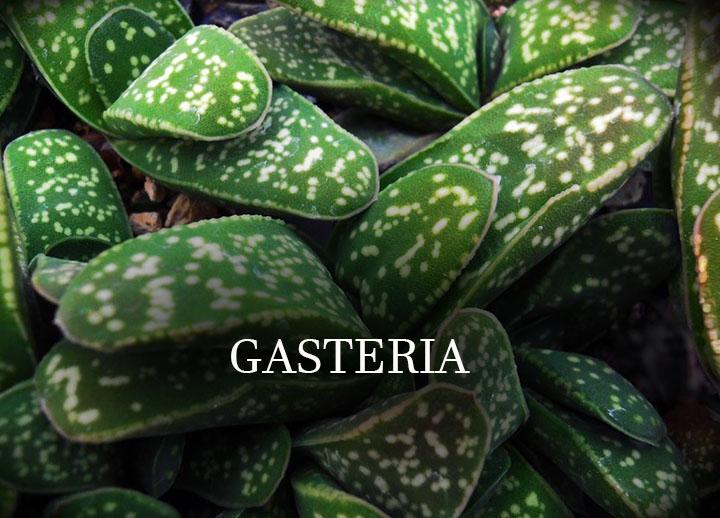 SMG Succulents