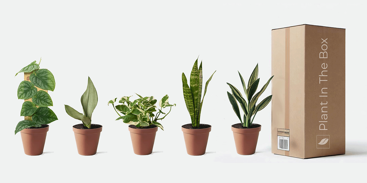 Plant In The Box
