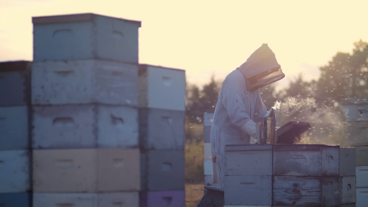 The Bee Supply