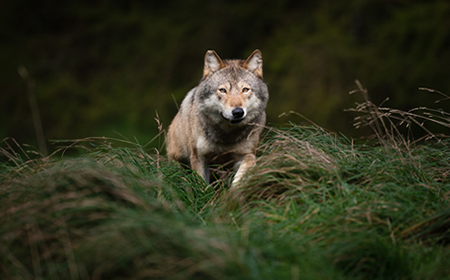 Wolf Watch