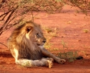 Afrikasafariurlaub DE