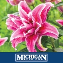 Michiganbulb