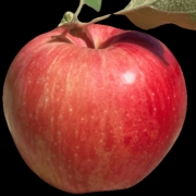 Apple Holler