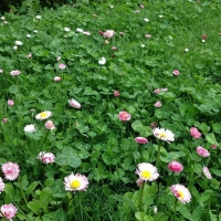 Pro Time Lawn Seed