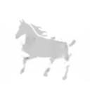 Simply Equine
