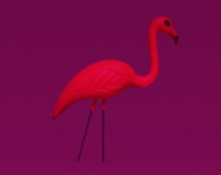 Flamingo a Friend