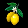 Mamma Mangia