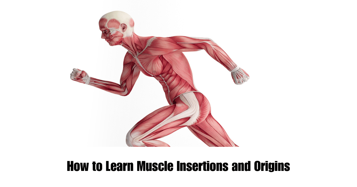 How-to-Learn-Muscle-Insertions-and-Origins-1