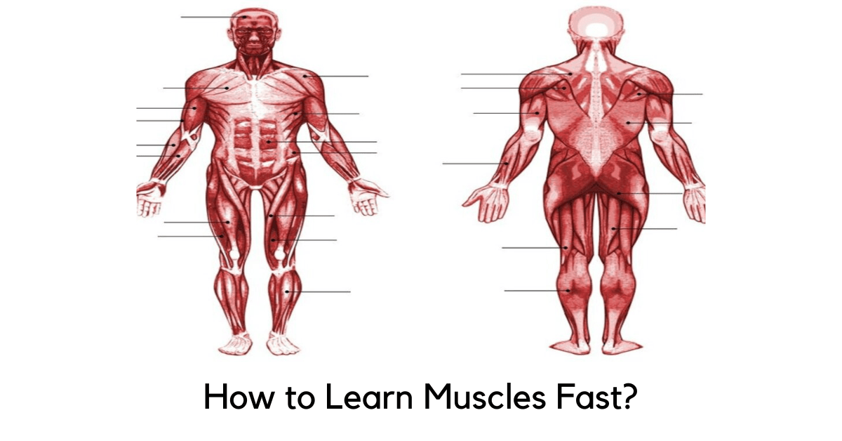 How-to-Learn-Muscles-Fast-1
