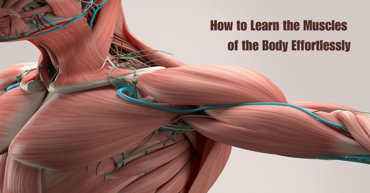 How-to-Learn-the-Muscles-of-the-Body-1