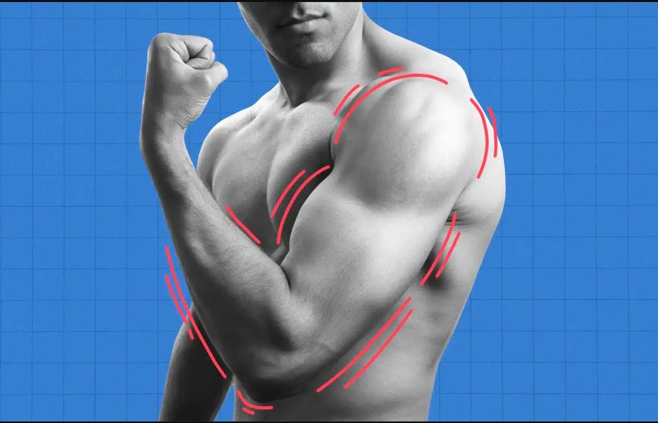 How-to-Learn-the-Muscles-of-the-Body-3