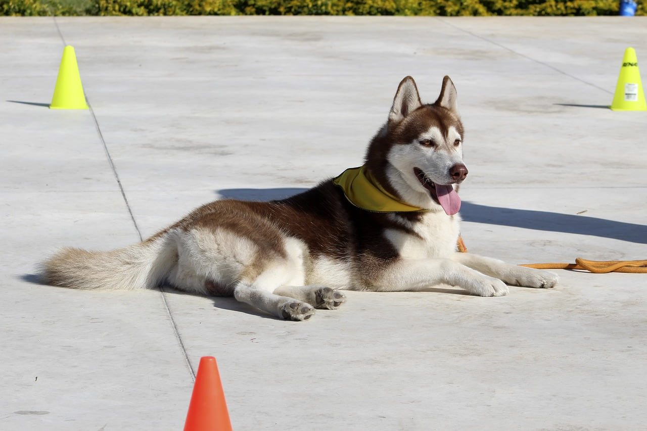 Should you buy Spirit Dog Training courses?