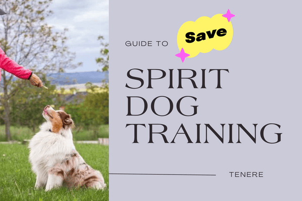 How to save more money at Spirit Dog Training?