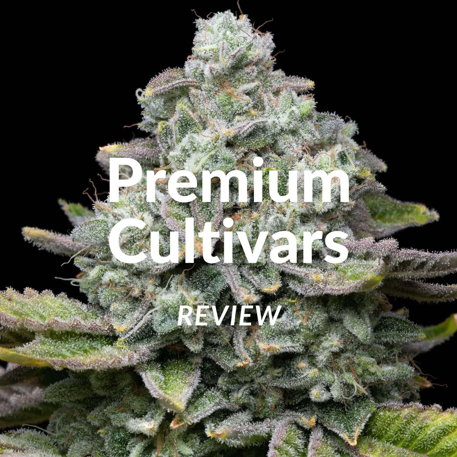 premium-cultivars-review-1